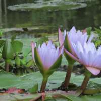 Lotus Bien-être Reiki Relaxation